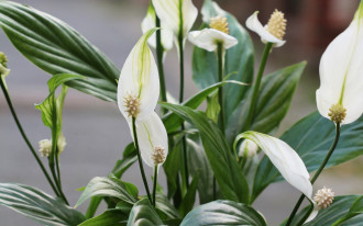 Co zrobić, aby skrzydłokwiat zakwitł?
