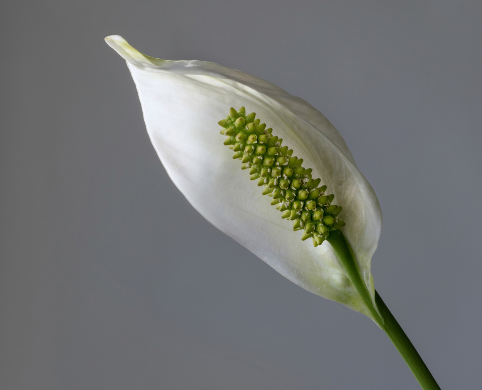 Kwiat skrzydłokwiatu Wallisa Spathiphyllum