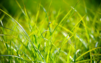 Jedyna recepta na ładny trawnik