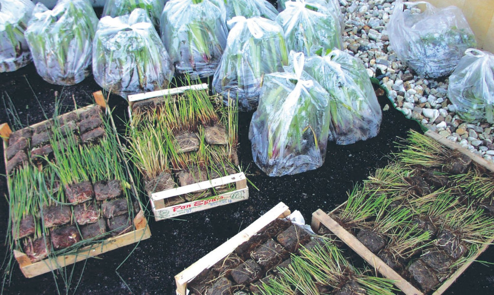 Rośliny przeznaczone do części regeneracyjnej stawu