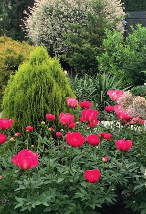 Jedna z wiosennych kompozycji w ogrodzie, autorstwa właścicielki