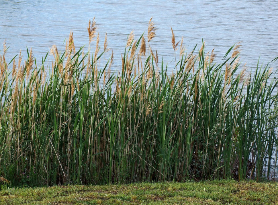 Trzcina pospolita wykorzystywana w oczyszczalniach gruntowo-korzeniowych (hydrobotanicznych)
