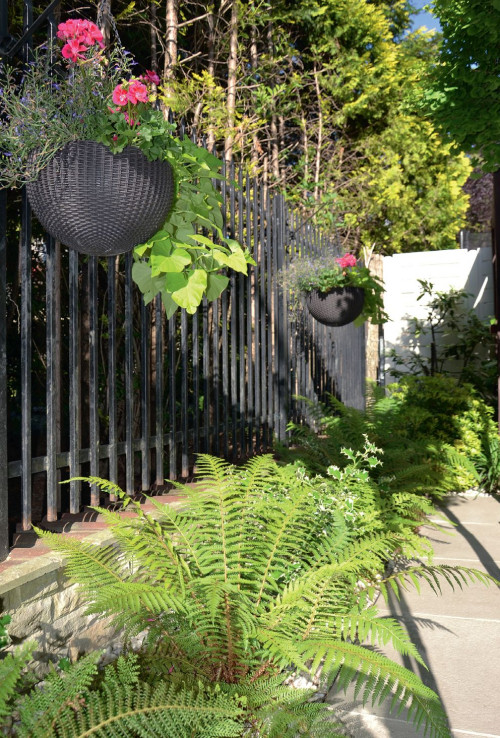 Rośliny cieniolubne, np. paprocie