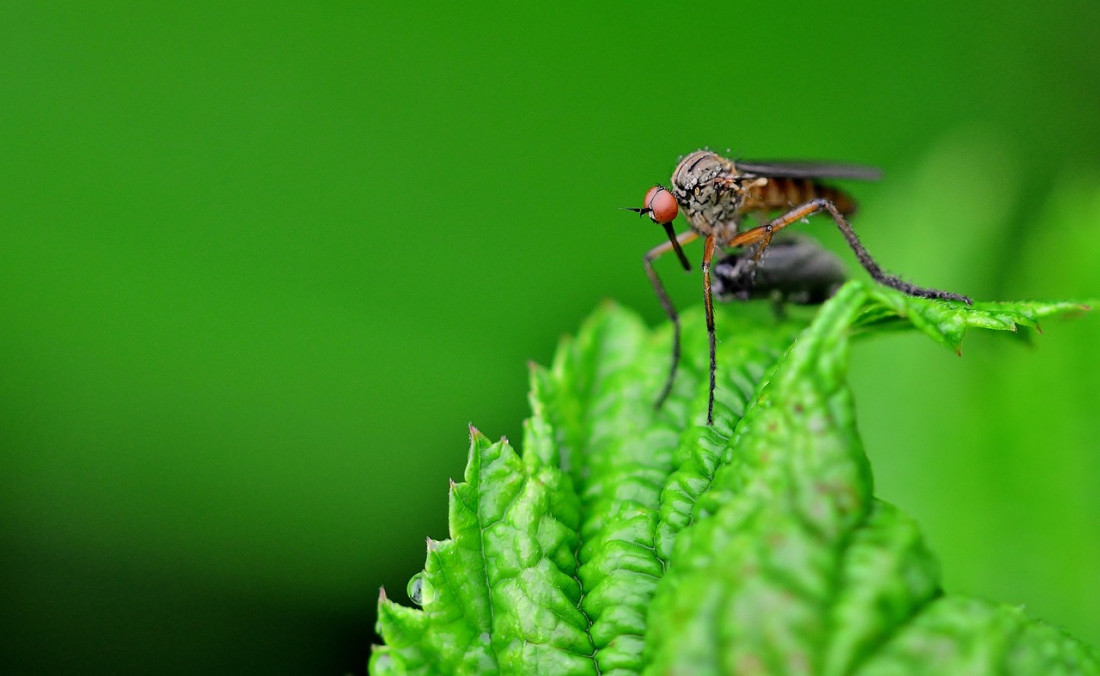 Które rośliny odstraszają muchy i komary?