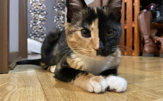 Jak stworzyć bezpieczne środowisko dla kota w domu?