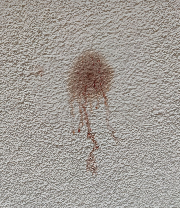 Po pierwszym deszczu, na tynku pojawiły się liczne plamy