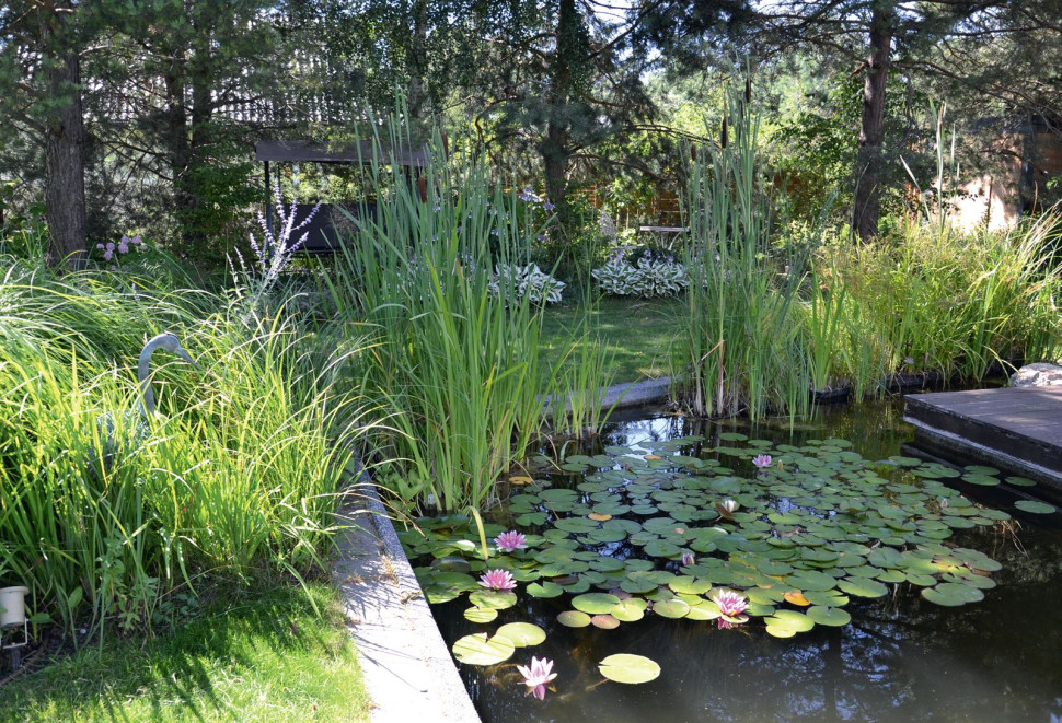 W zbiorniku z karasiami rosną (w koszach) dekoracyjne grzybienie, inne rośliny wodne. Na brzegu trawy, sitowie.