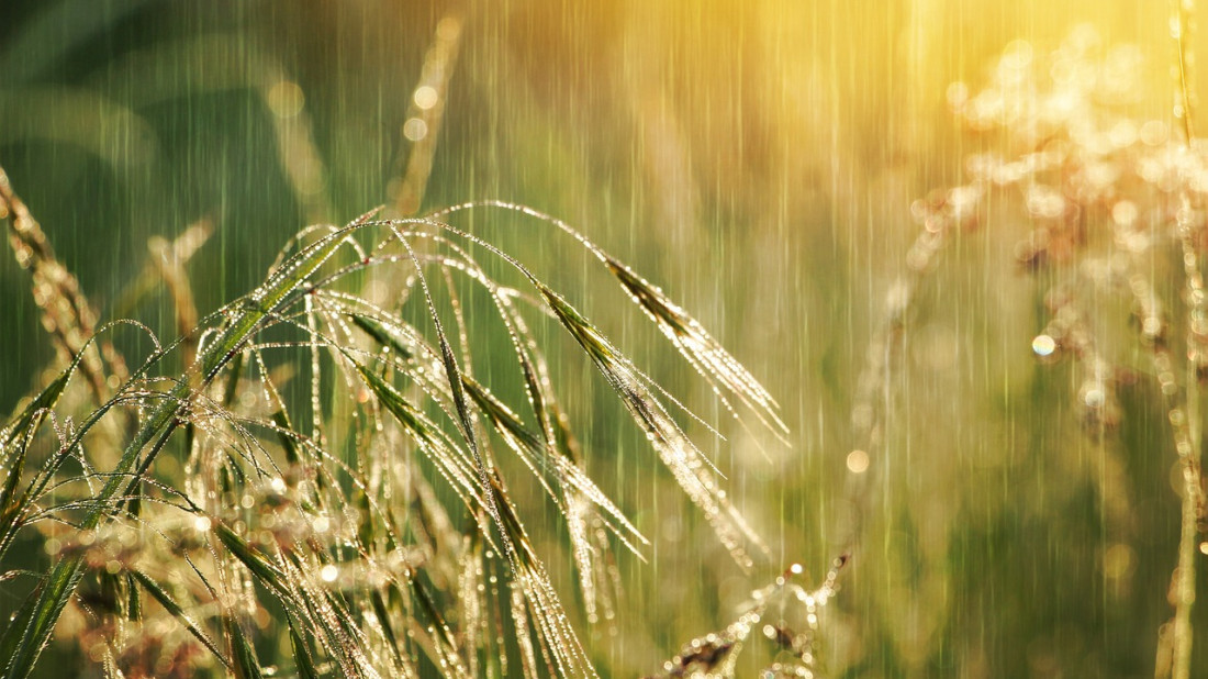 Zbiorniki na deszczówkę EKO-BIO - wygodne rozwiązanie dla oszczędnych i ekologicznych