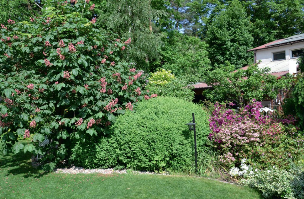Na rabatach posadzono roślinność trwałą i wytrzymałą, której uprawa jest łatwa i prawie bezobsługowa