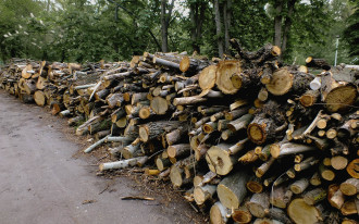 Czy drewnem sosnowym można palić w kozie?