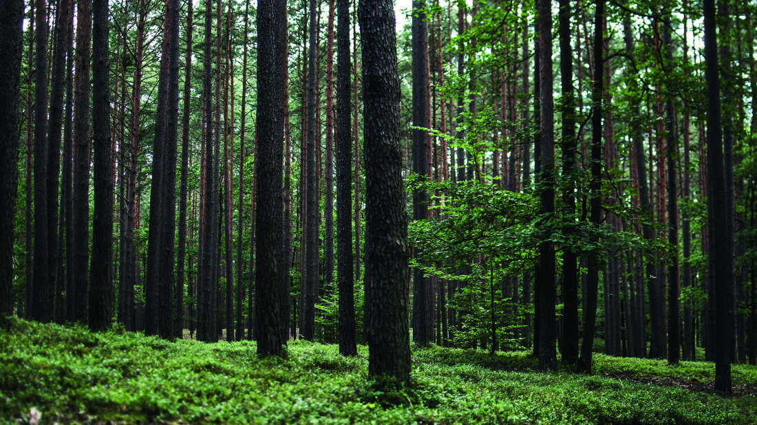 Pakowanie materiałów budowlanych - jak Twoje wybory mogą ocalić planetę?