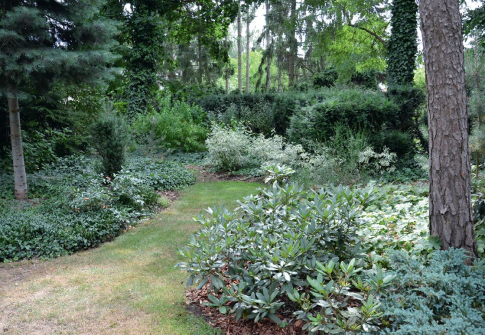 W celu rozświetlenia cienistego leśnego zakątka, na końcu trawnika posadziła grupę dereni z białymi liśćmi i budleje Dawida z białymi kwiatostanami