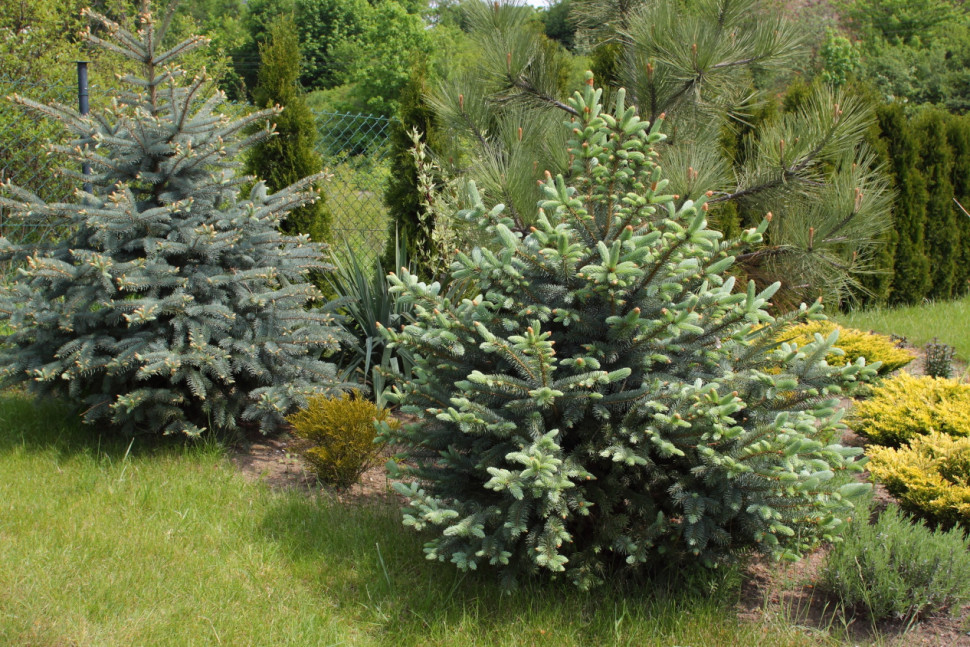 Sadzonkę kupioną w sklepie ogrodniczym jak najszybciej przesadzamy do gruntu. 