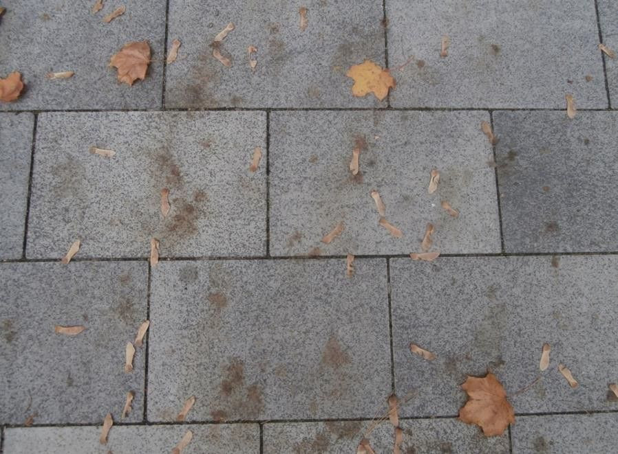 Liście na betonowej nawierzchni chodnika