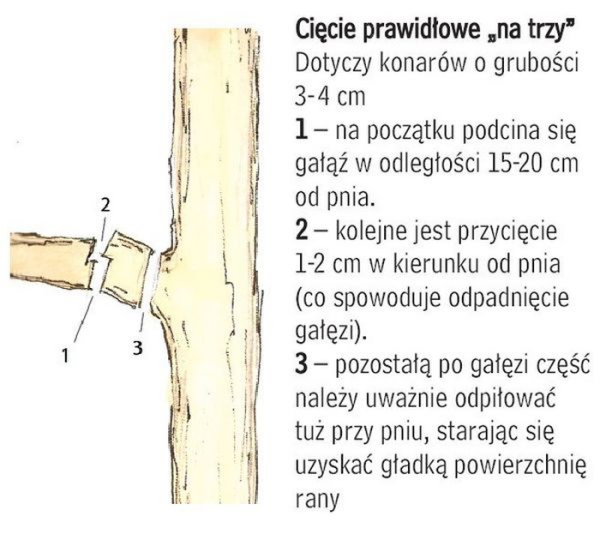 Cięcie drzew zimą - cięcie prawidłowe na trzy - schemat