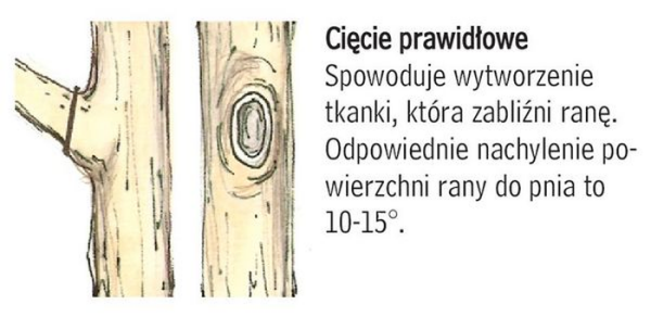 Cięcie drzew zimą - cięcie prawidłowe - schemat