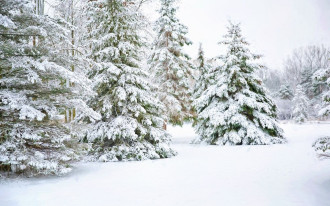 Cięcie drzew zimą - czy to możliwe?