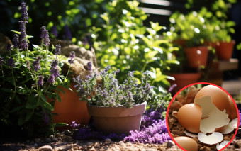 Do których kwiatów można dodawać skorupki jajek?