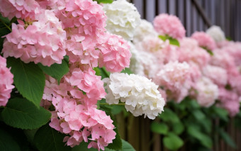 Dlaczego hortensja nie zakwitła? Oto 5 głównych powodów i dobre rady, jak unikać błędów w pielęgnacji