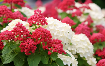 Chcesz, aby hortensja była królową ogrodu? Pamiętaj o 1 rzeczy, a będzie kwitła długo i obficie