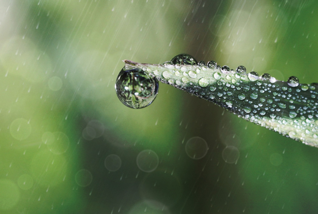 Zagospodaruj deszczówkę - oszczędzaj pieniądze i dbaj o środowisko