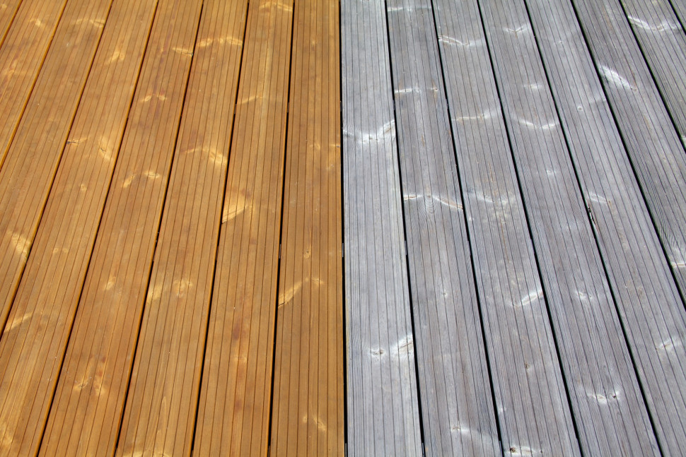 Thermososna olejowana lub szara (fot. JAF)