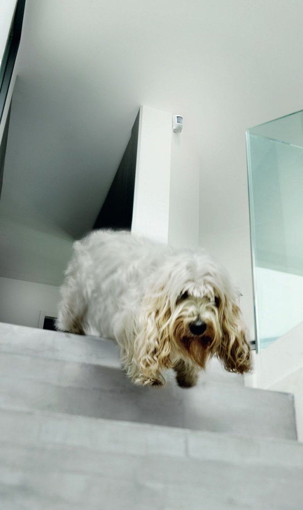 Pies zbiegający po schodach