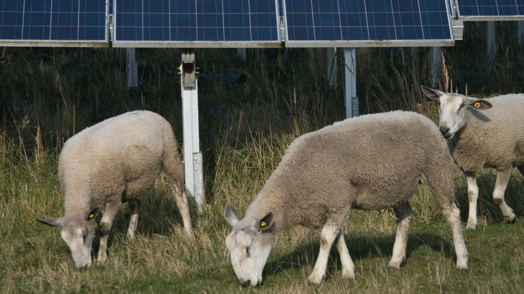 Farma solarna z owcami - nietypowy mariaż w służbie ekologii