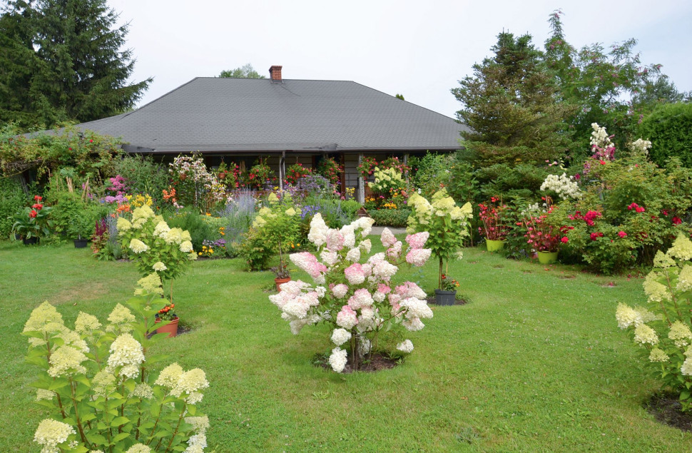 Minirabaty obsadzone hortensjami bukietowymi