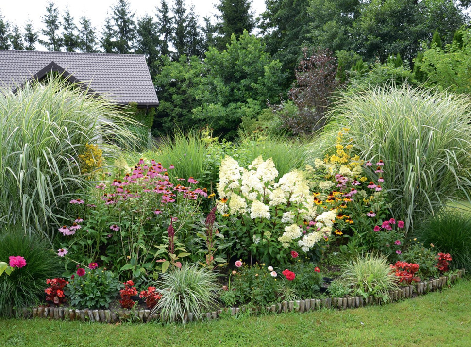 Rabata z wytrzymałymi efektownymi trawami ozdobnymi, jeżówką, daliami, hortensjami bukietowymi