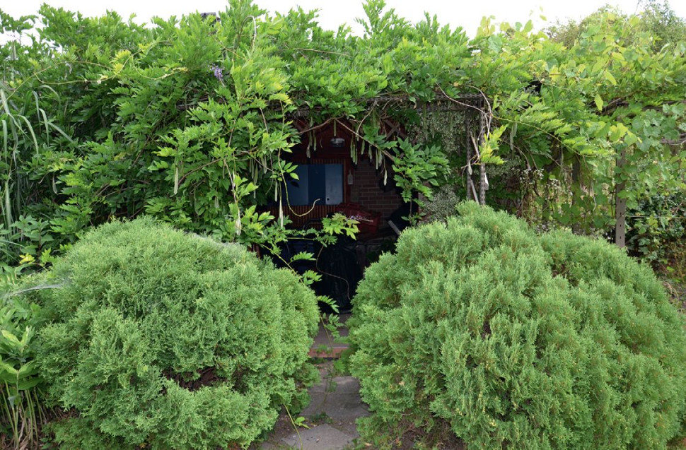 Wejście do letniej kuchni zamaskowane jest pędami glicynii