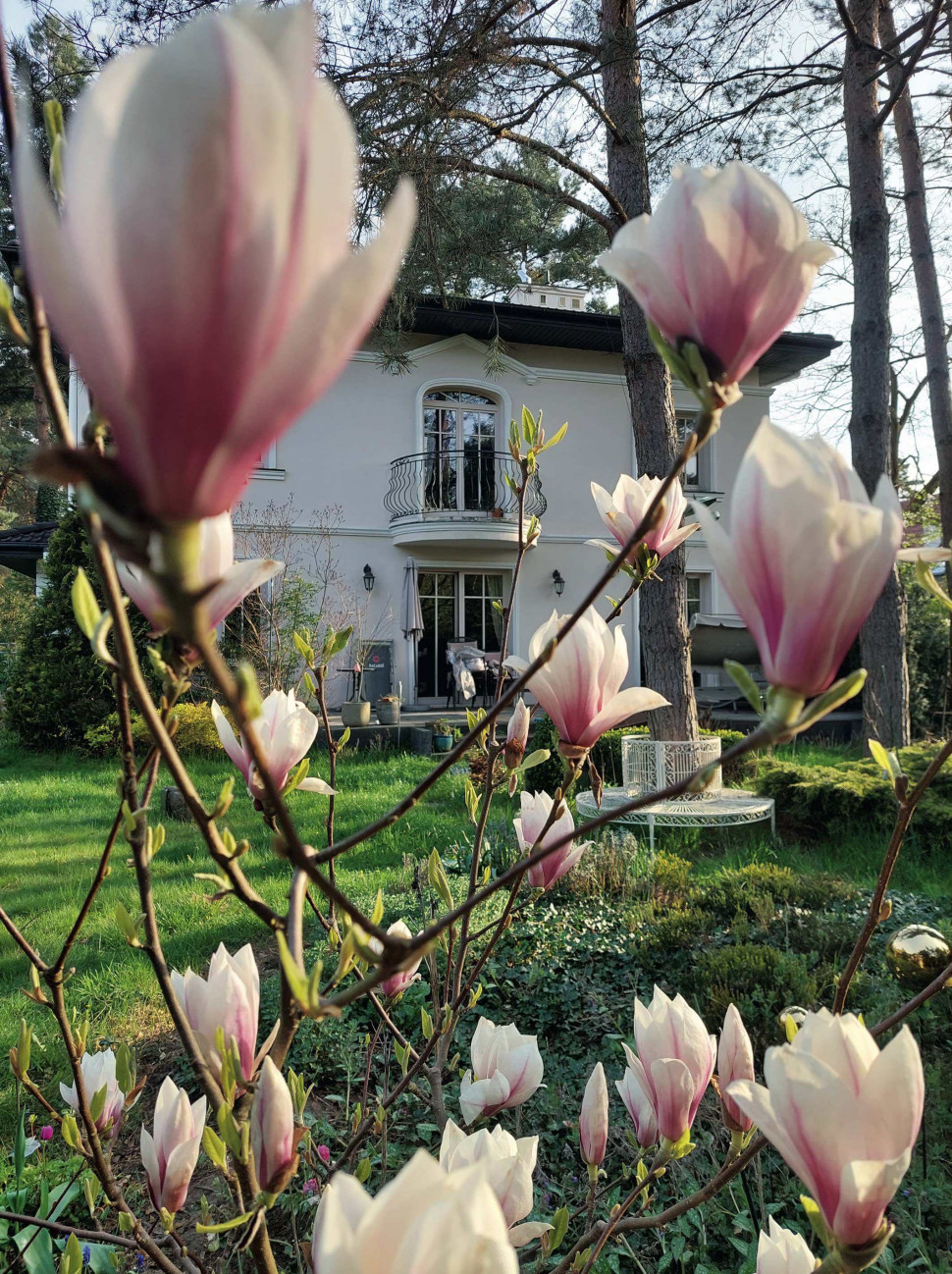 ogród leśny rośliny