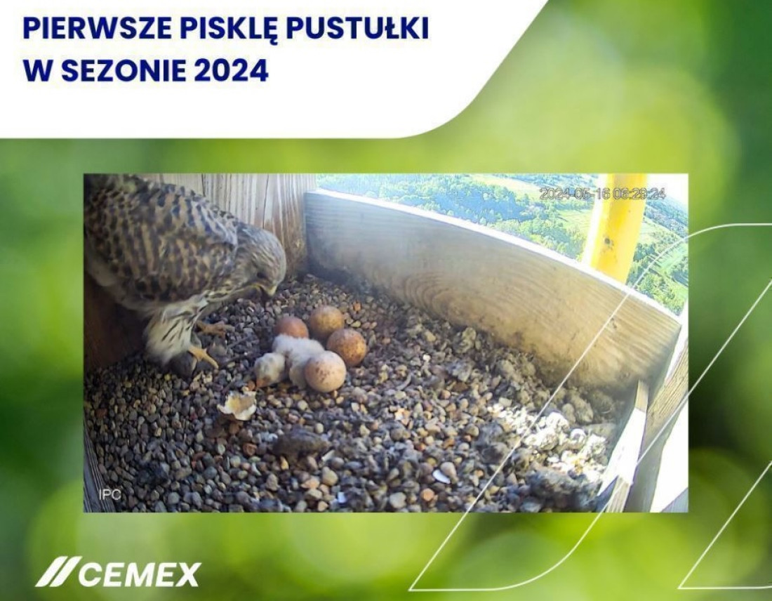 Podglądaj nowe pokolenie pustułek w zakładach Cemex Polska