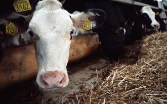 Dania wprowadza przełomowy podatek na emisję dwutlenku węgla z hodowli zwierząt