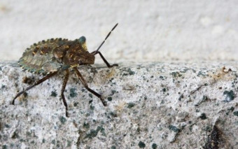 Śmierdzące pluskwiaki w domu? Jak się ich pozbyć raz NA ZAWSZE?