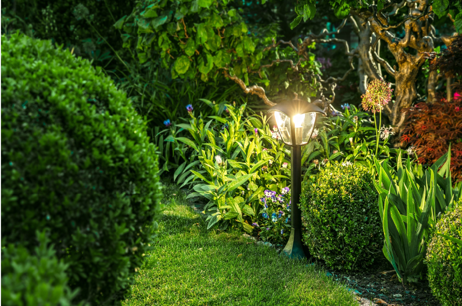 Światło padające na rośliny podkreśla ich formę i dodaje głębi.