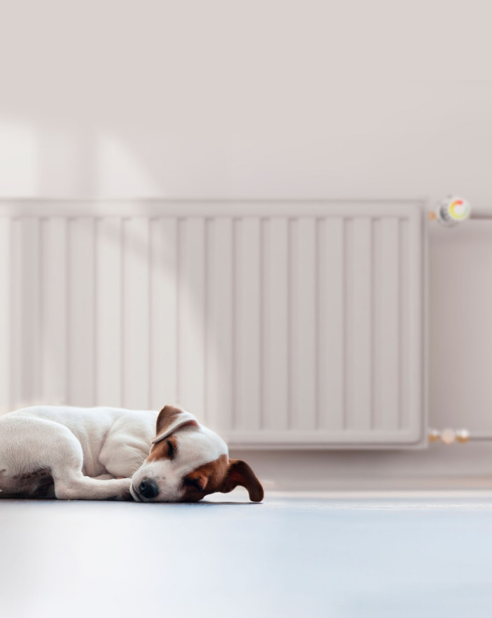 Pies śpiący przy grzejniku