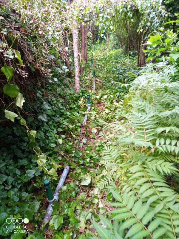 Zraszacze wśród bujnej roślinności w ogrodzie