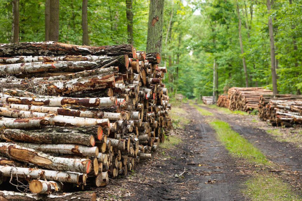 drewno opałowe nadleśnictwo ceny