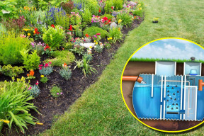 Jakie rośliny można sadzić na przydomowej oczyszczalni ścieków? Lista gatunków bezpiecznych dla instalacji