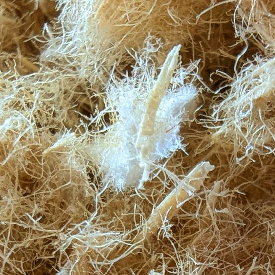 Włókno drzewne i celuloza - po raz pierwszy w jednym produkcie.