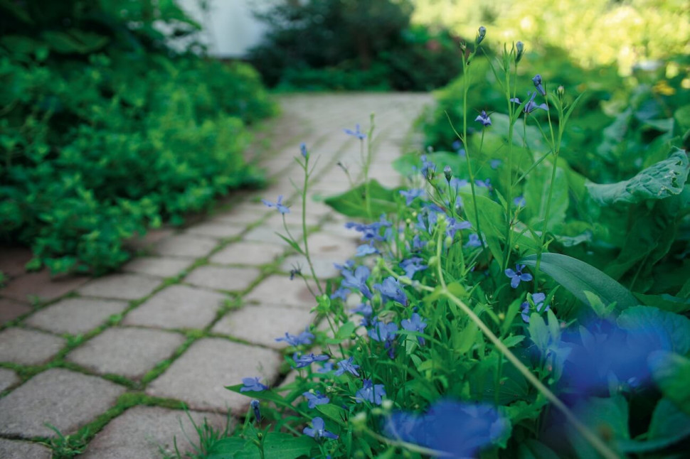 ścieżki w ogrodzie