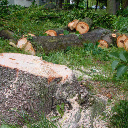 Wycinka drzew na działce w 2026 roku: kiedy trzeba zgłosić, a kiedy potrzebne jest zezwolenie?