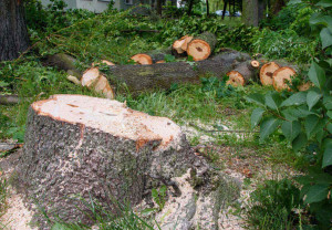 Wycinka drzew na działce w 2026 roku: kiedy trzeba zgłosić, a kiedy potrzebne jest zezwolenie?
