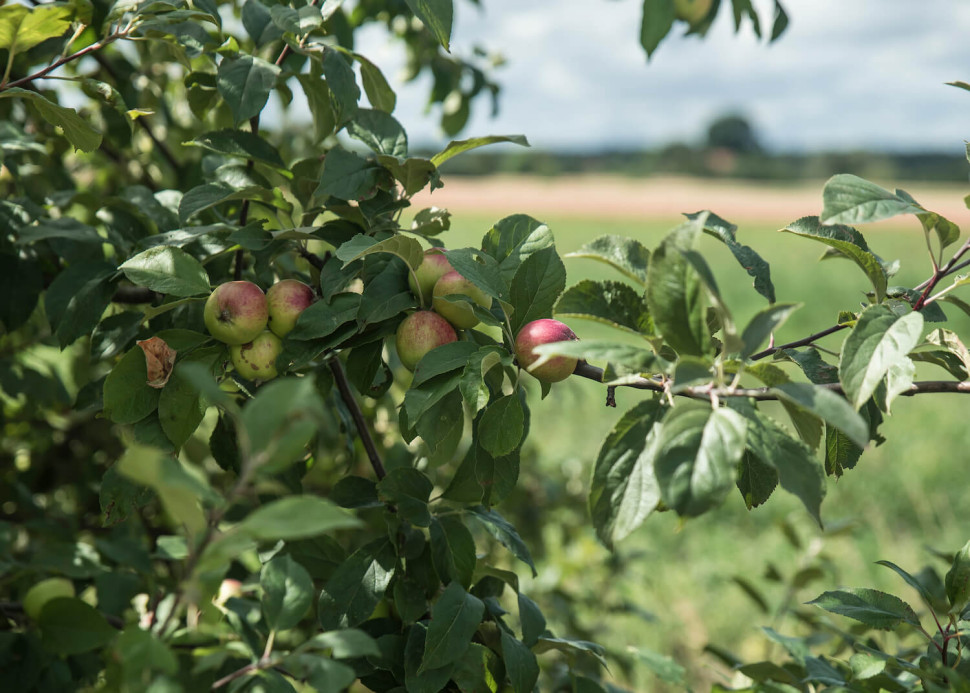 wycinka drzew owocowych na działce
