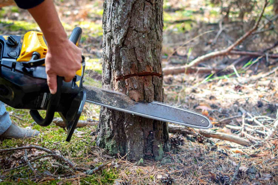 czy można wyciąć sosnę na działce
