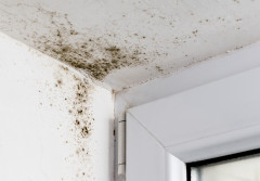 Jak pozbyć się grzyba ze ściany domowym sposobem? Sprawdzone metody