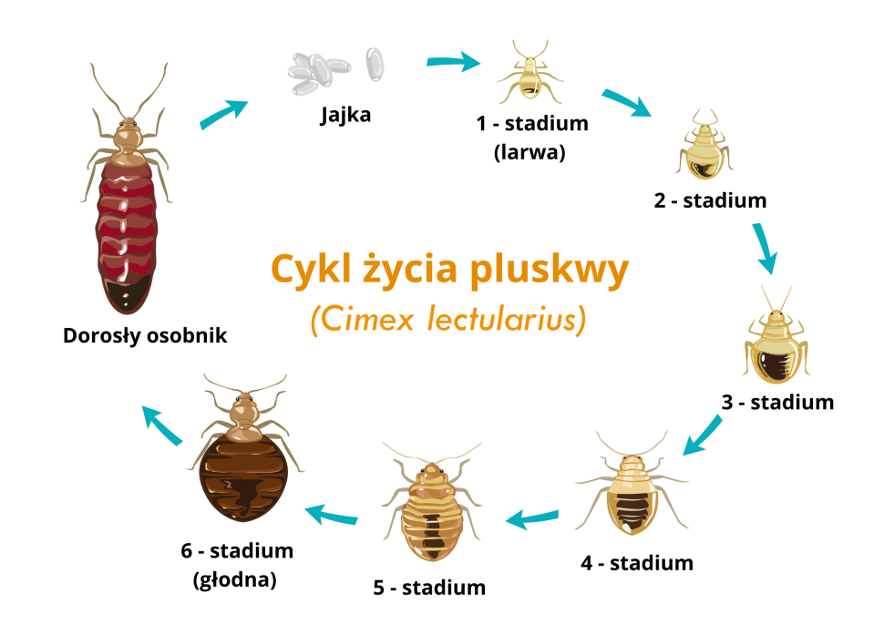 Cykl życia pluskwy