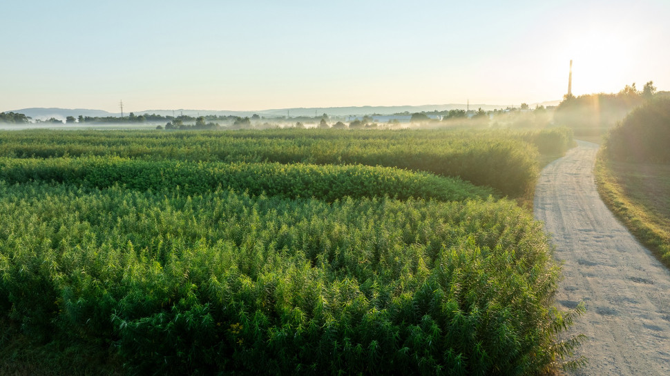 Własna plantacja wierzby energetycznej jako źródło biomasy.