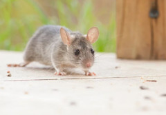 Myszy w styropianie? Sprawdź, jak skutecznie zabezpieczyć elewację przed szkodnikami